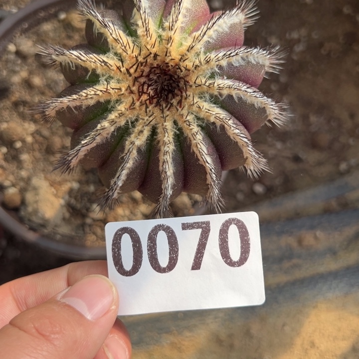 紫色优伯球70号仙人球