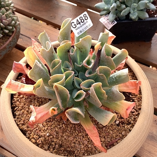 巨无霸猪鼻子杂白凤488