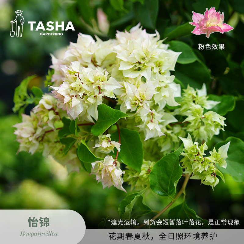 塔莎的花园三角梅怡锦 盆栽阳台庭院花卉开花植物