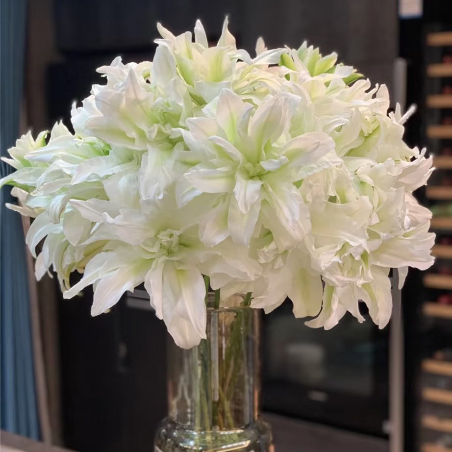 【藏花的房间】超高品质 超A爱莎多头百合顺丰