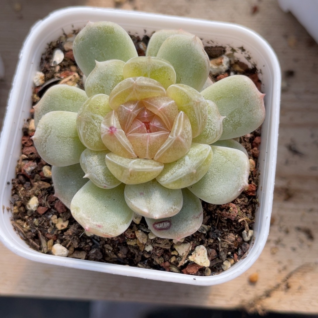 优选粉恋多肉福利2593