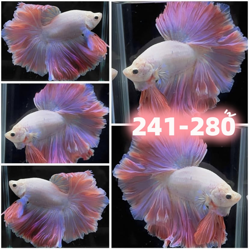 【241-280】直播精选泰国斗鱼网红鱼半月斗鱼宠物热带观赏鱼好养活