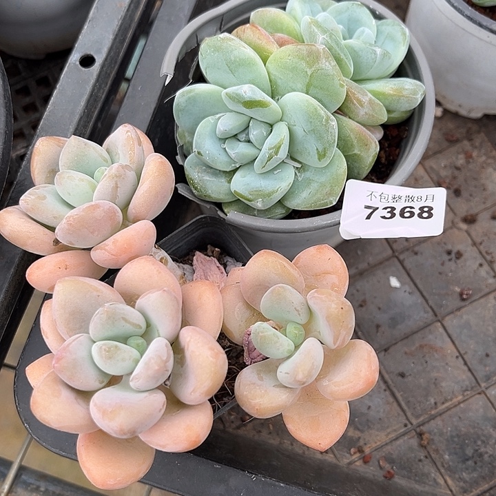 阿雅园艺。       7368