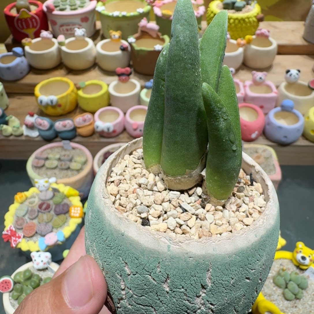 蘑菇1283怪奇鸟多脱土发多肉植物