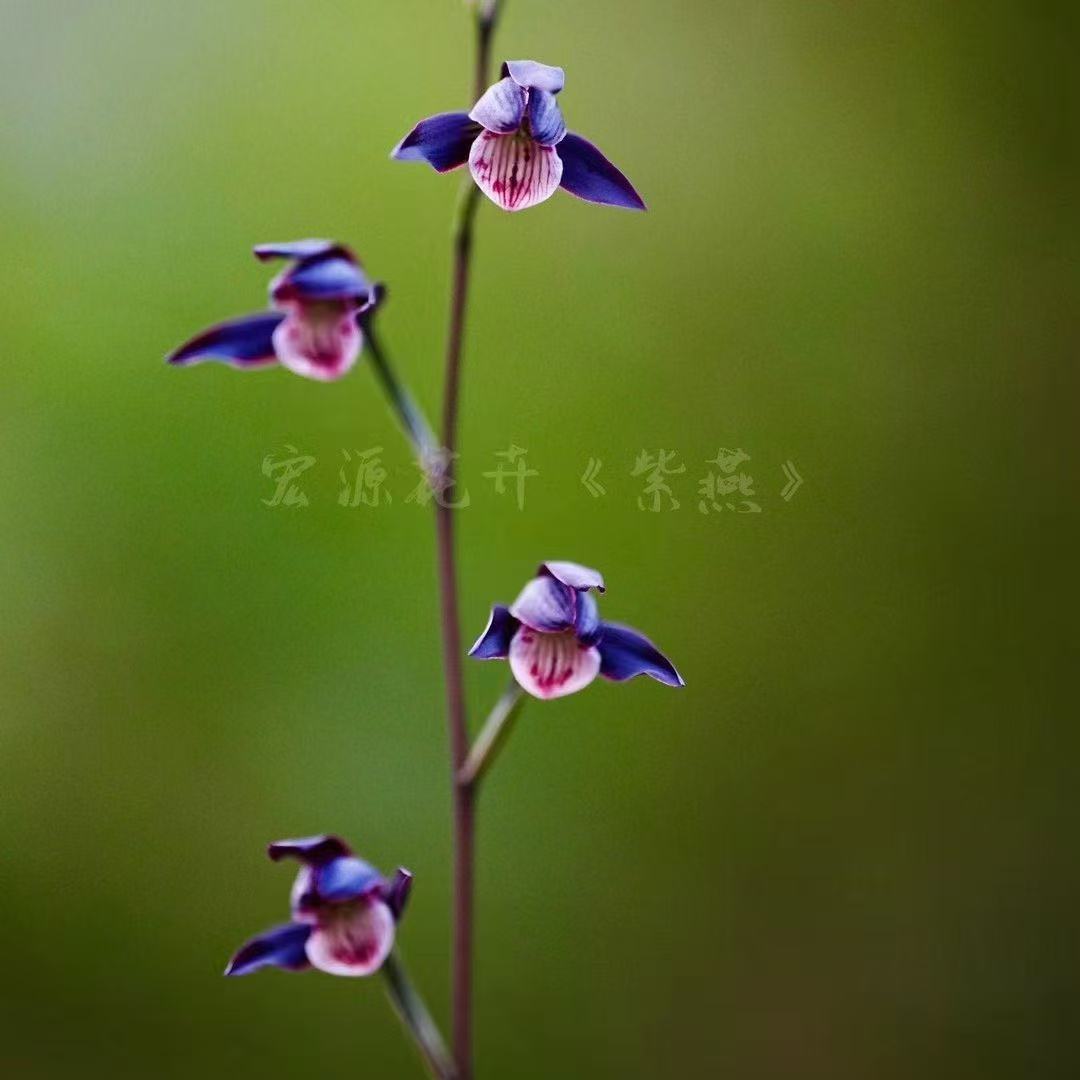 惠珊花卉寒兰一物一拍终身包对版