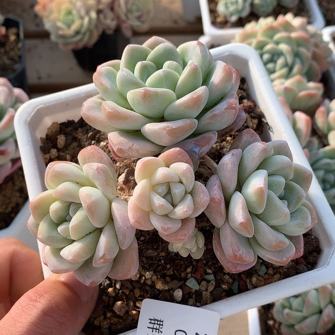 0123-41 老桩冰玉