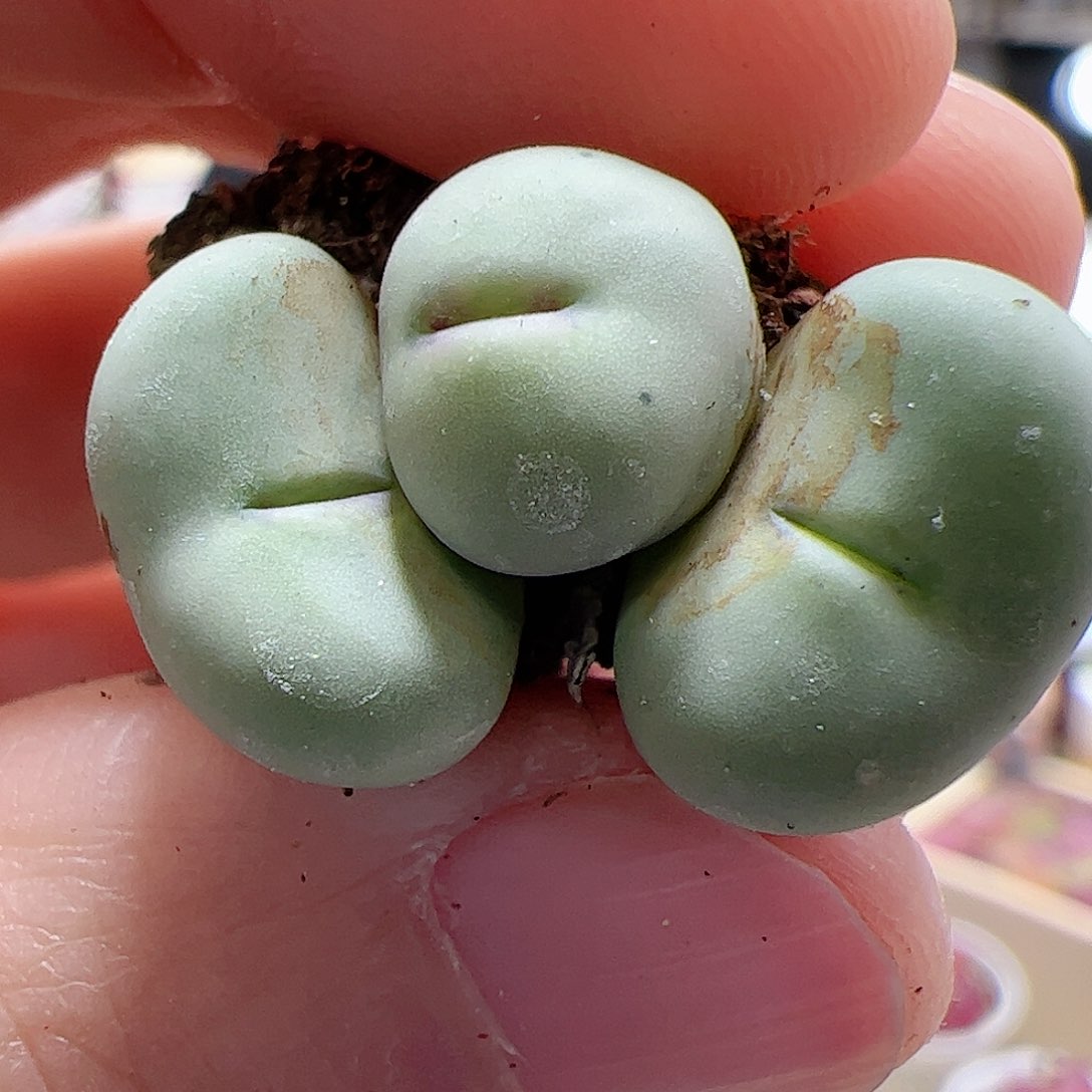 【闪购商品】89 红嘴