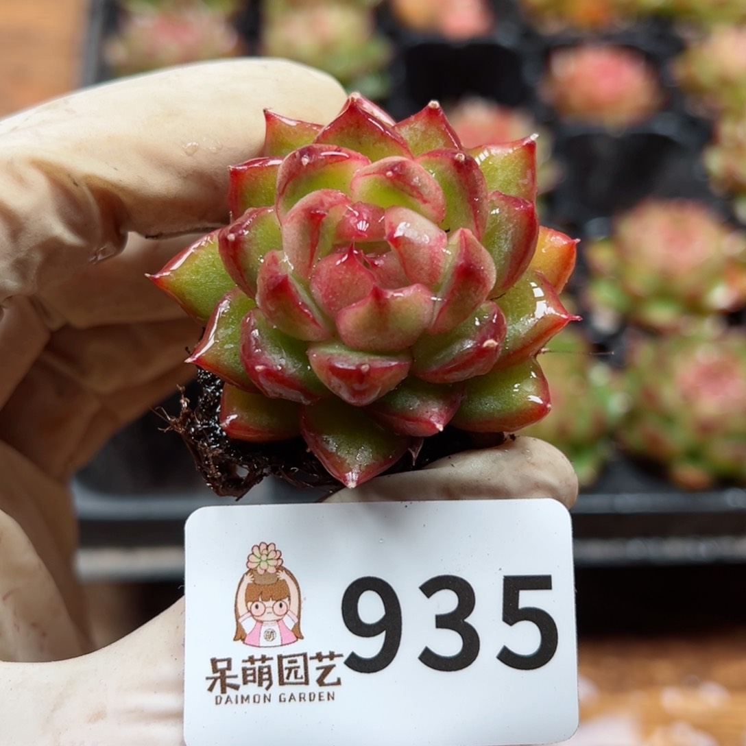 随***）多肉植物多肉植物