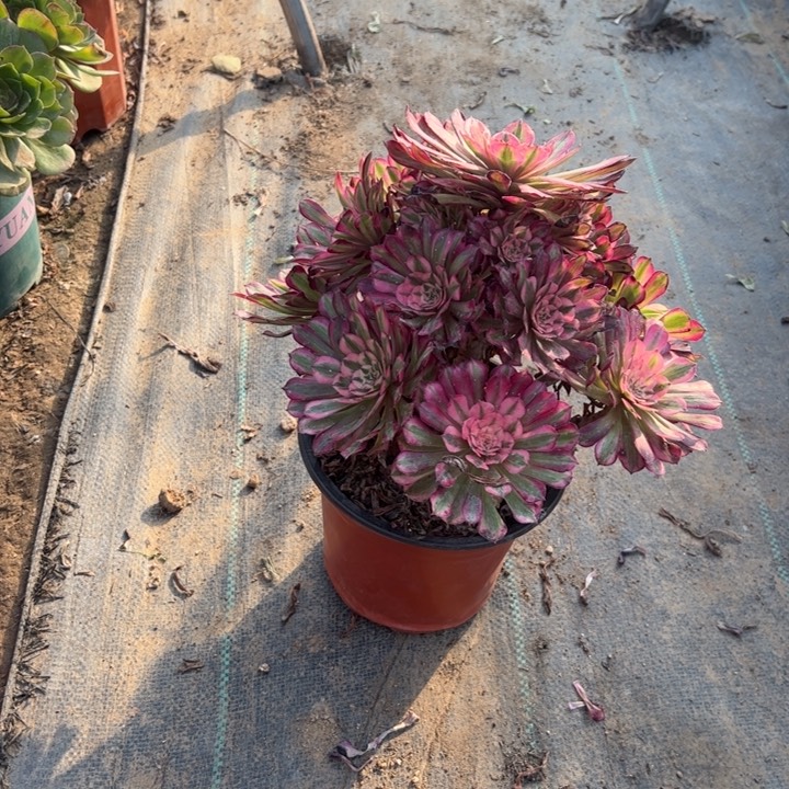 74红铜壶白多肉多肉多肉