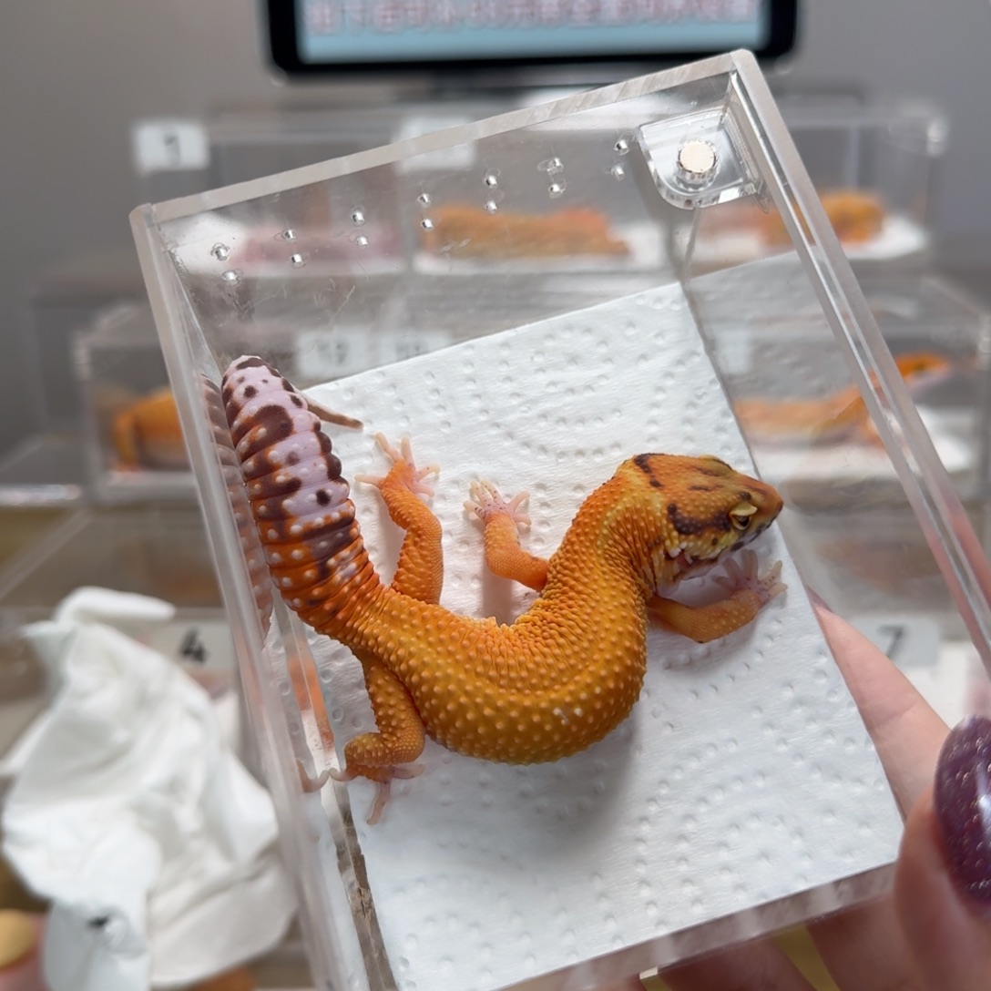 豹纹守宫无纹暴龙