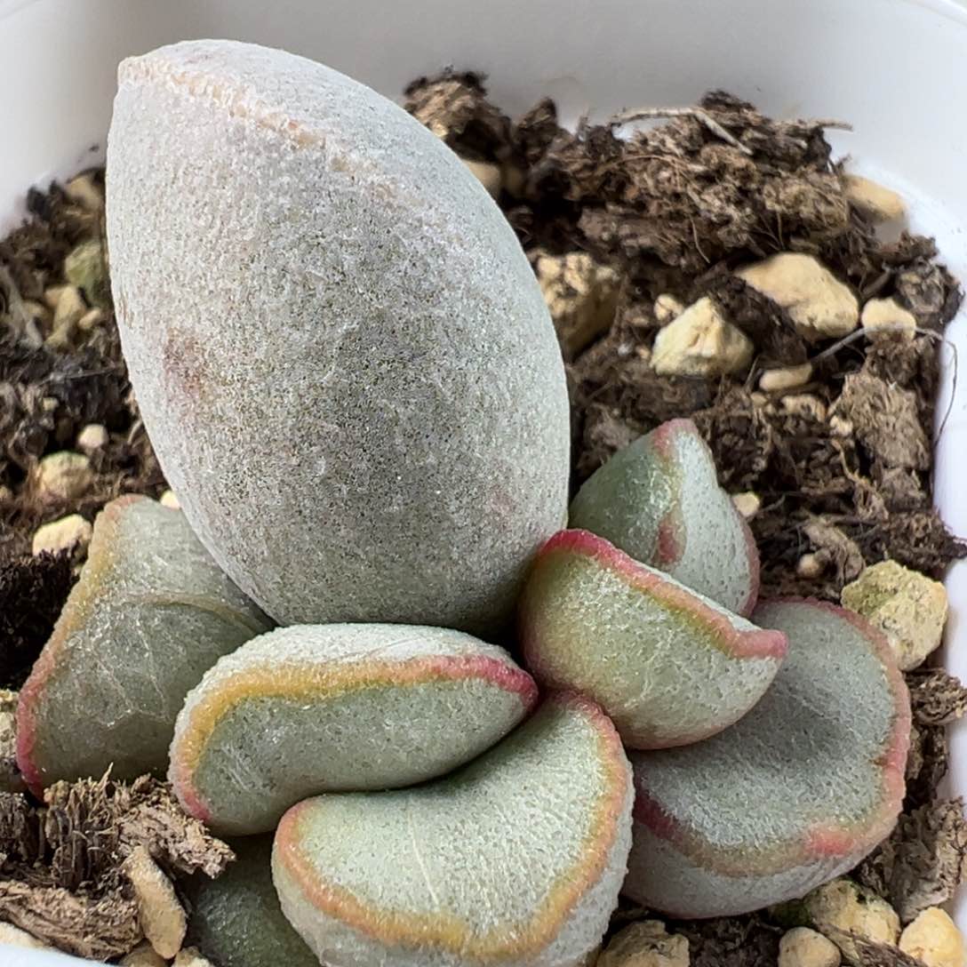 特价白月光大苗母叶有疤多肉植物