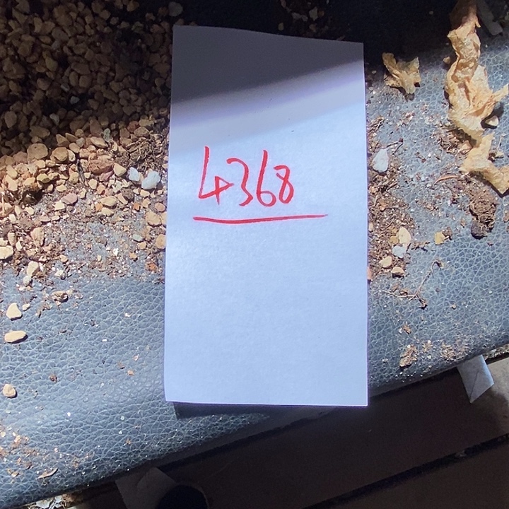 珑****4368。   一颗。   