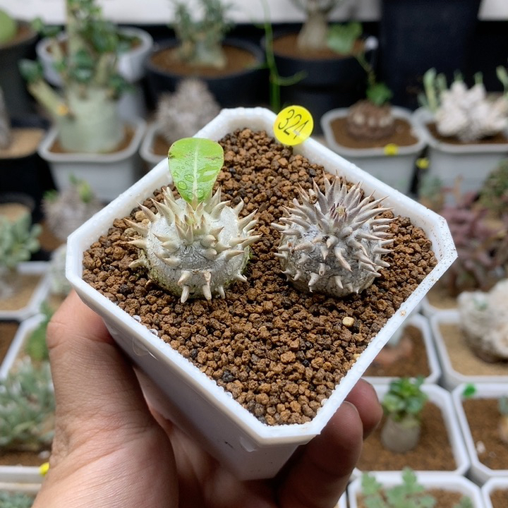 惠比大黑母本脱土