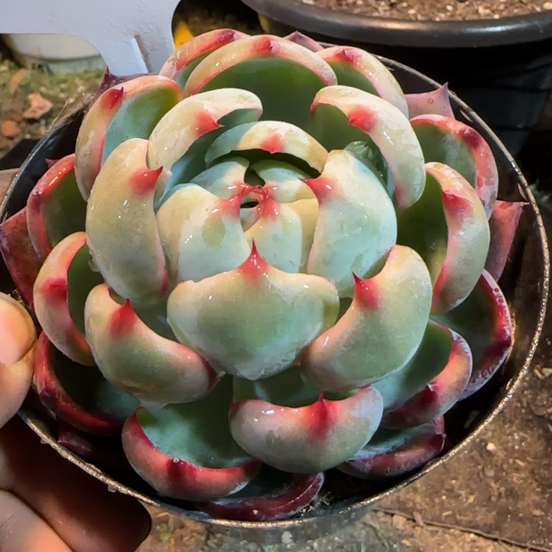 火焰惊鸿一物一拍包装收缩花旱413