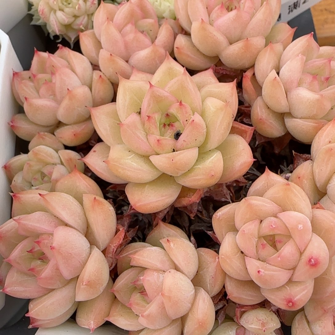 花语逸镜0208-300