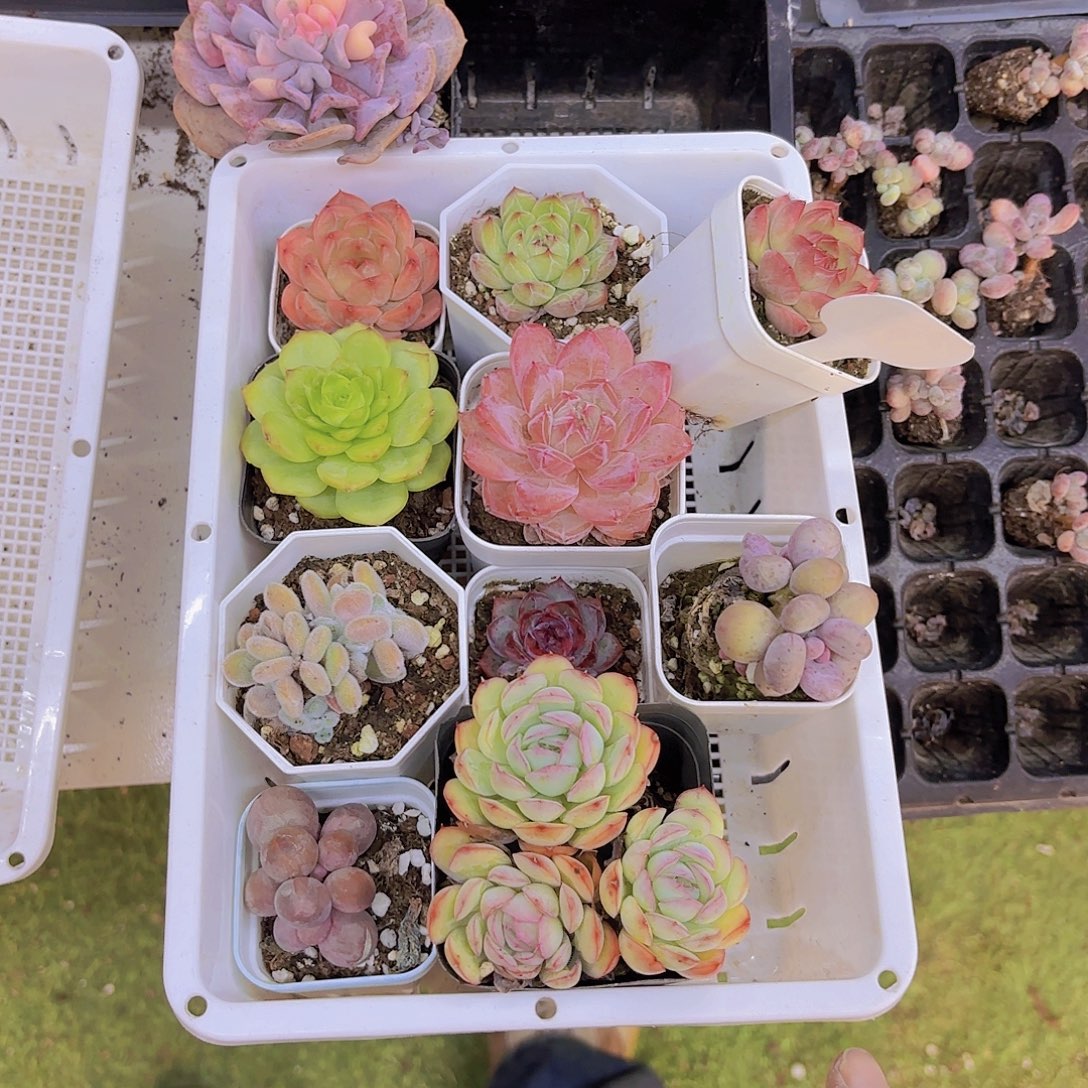 果***哥一物一拍一筐111111