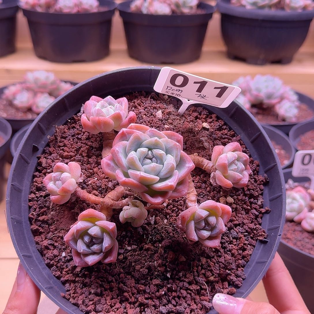 011号12cm7头群生