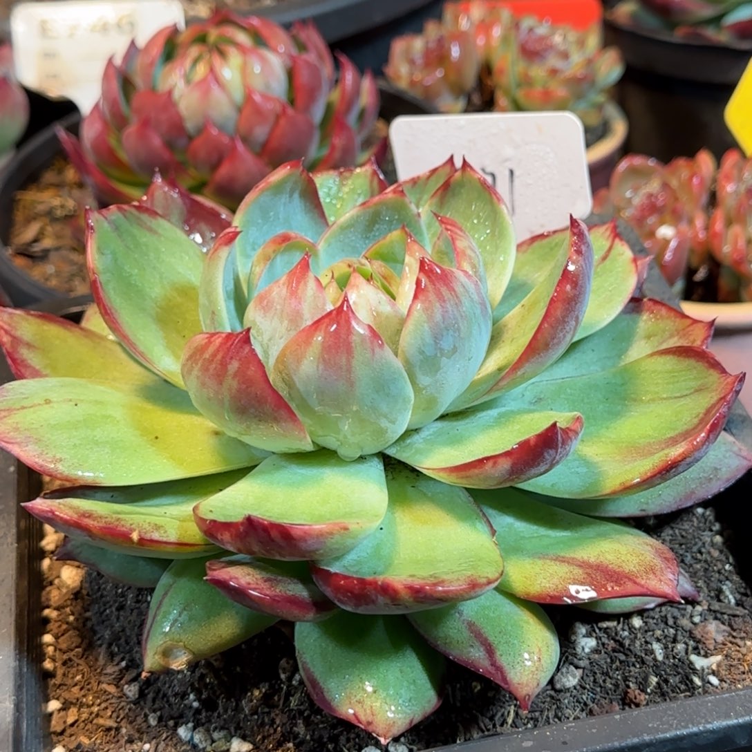 惊鸿一物一拍包装收缩花旱371