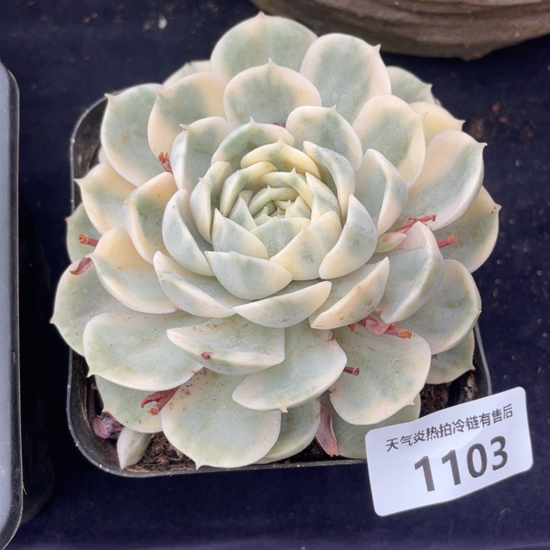1103昂斯诺锦单头多肉植物