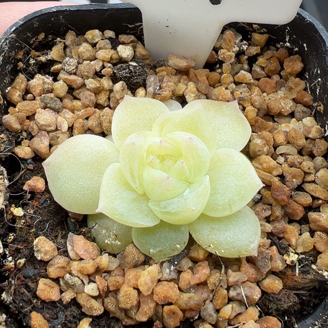 829号白昼 晗雨多肉