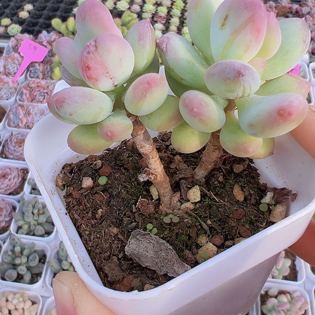 苹果奶19包邮多天植物