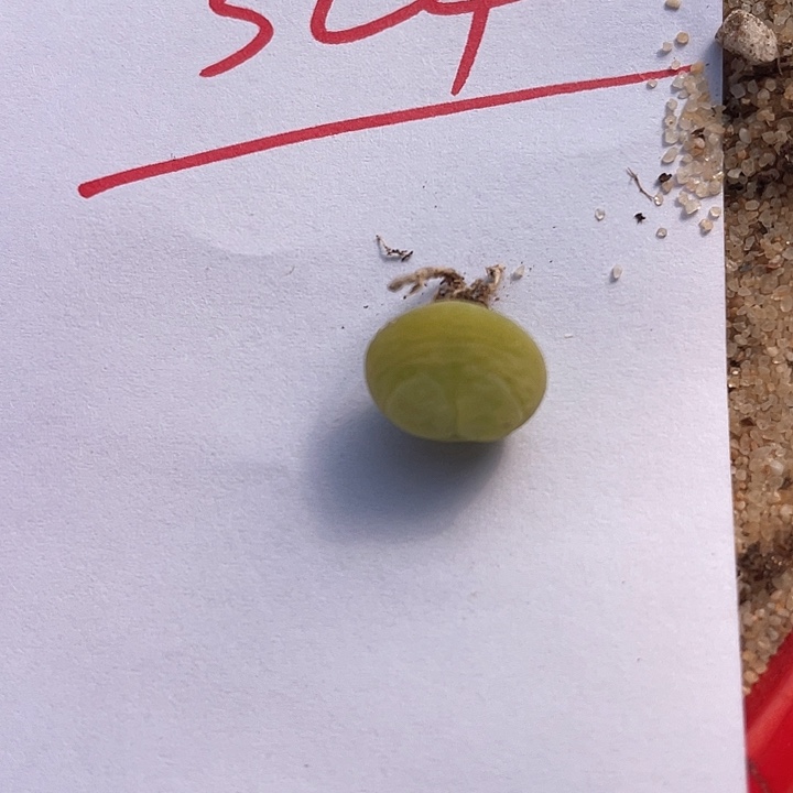 324。  矮胖拉登一颗。   