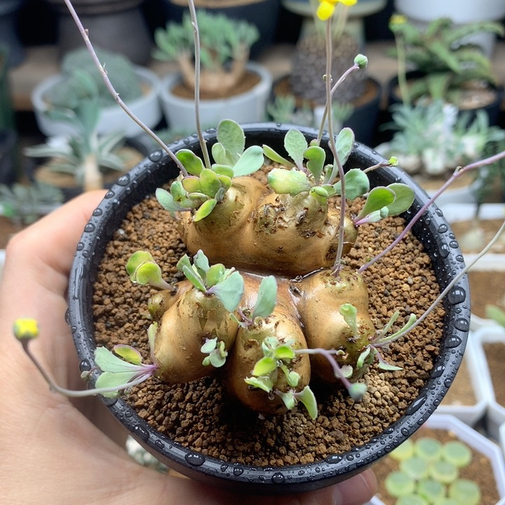 产地格加厚敦菊带盆