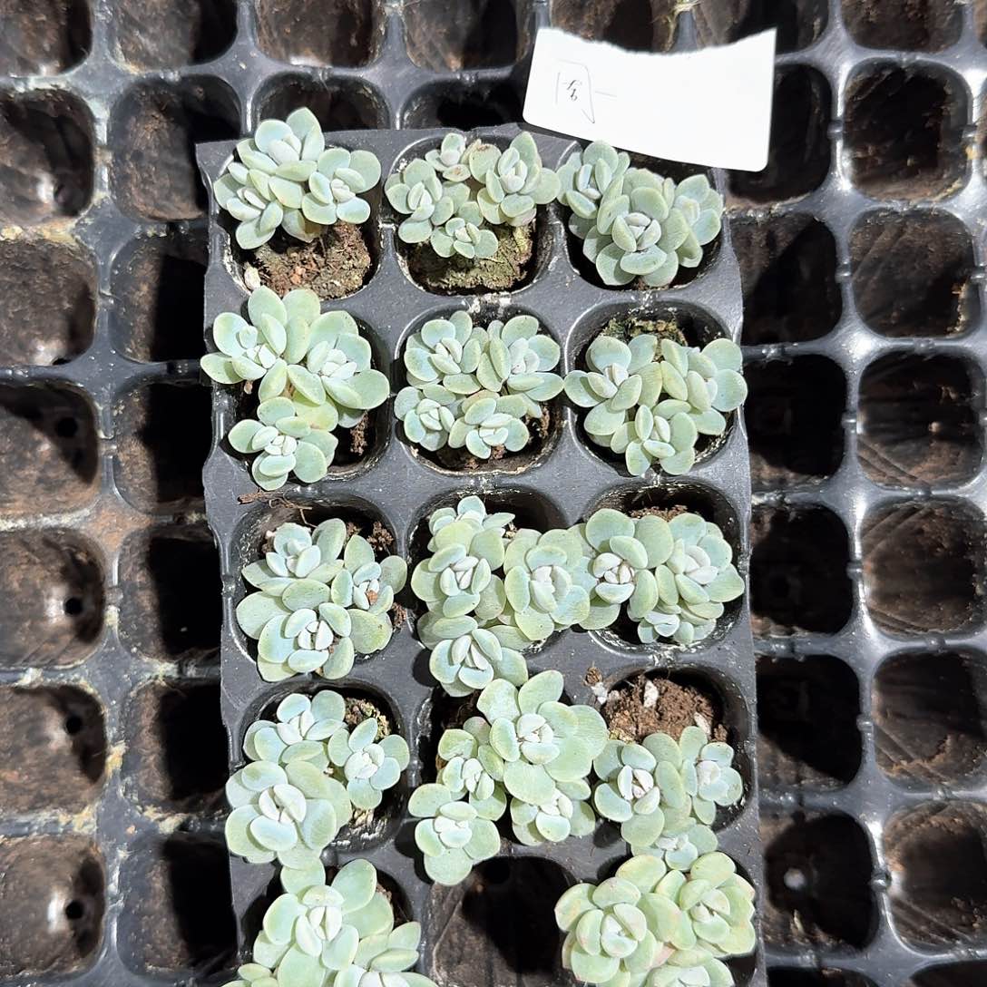 周一一物一拍专拍