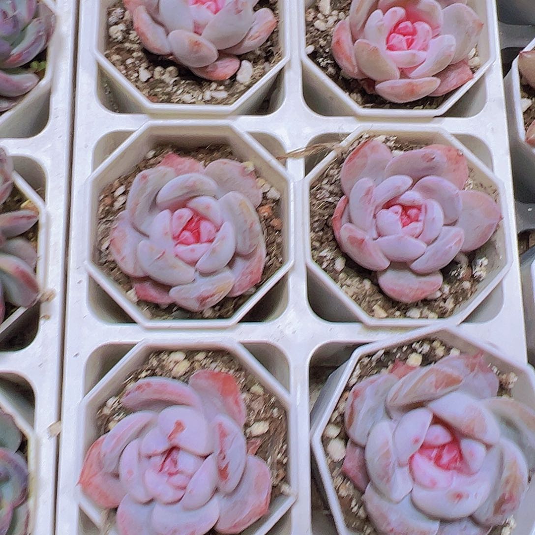 糖心雪天使19包邮多肉植物