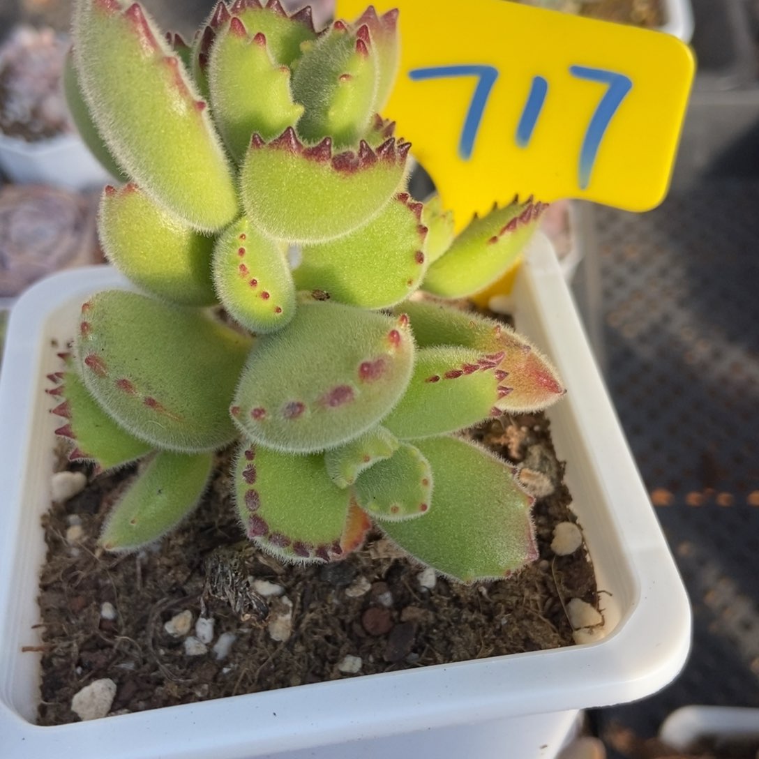 717熊童子多肉植物保护