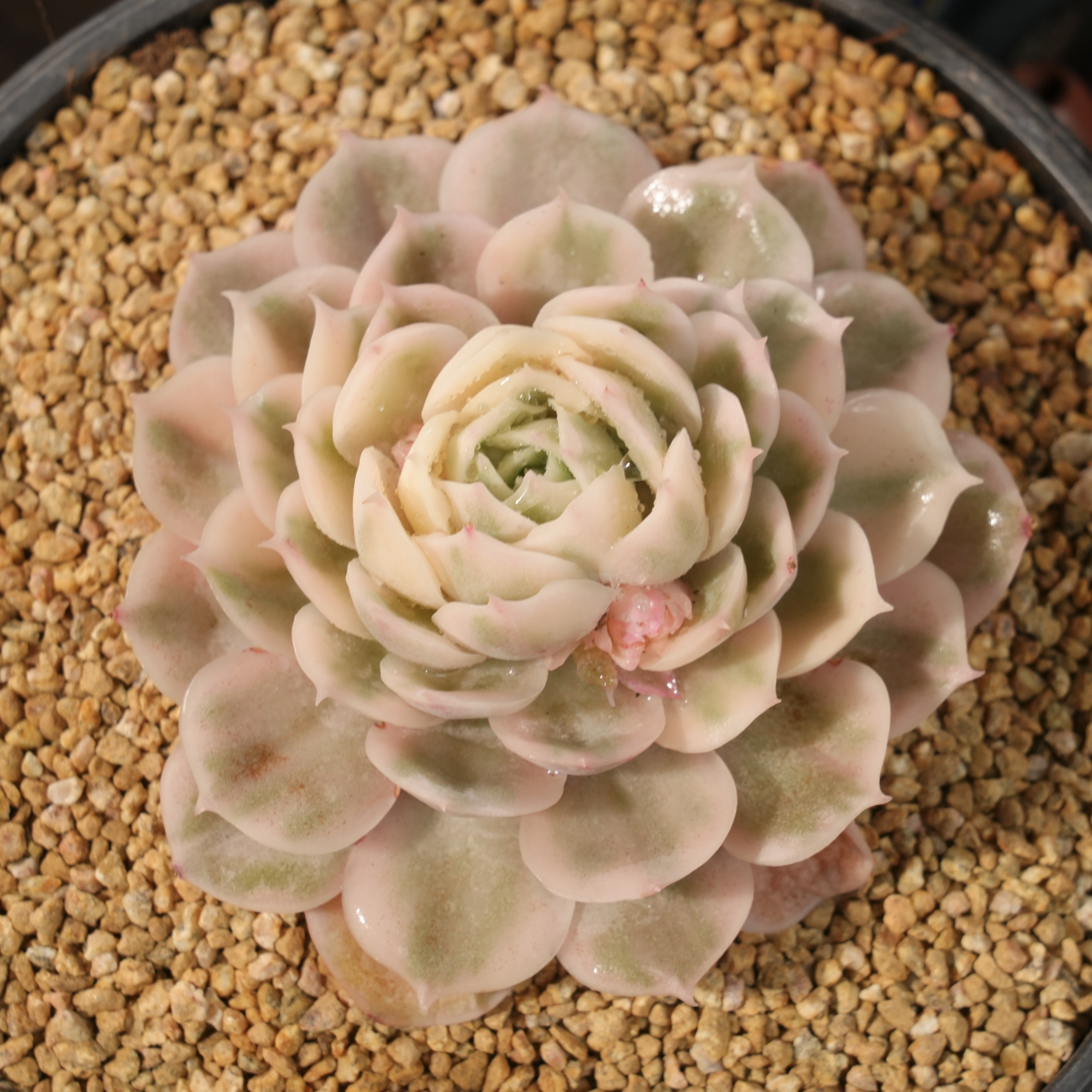 【从前慢甄选】单头昂斯诺锦多肉  量拍链接