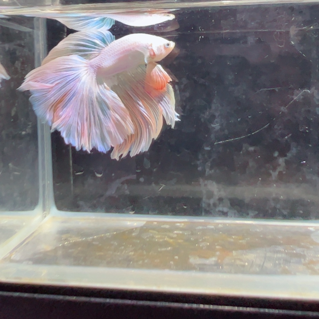 斗鱼浅色特殊尾hhhh