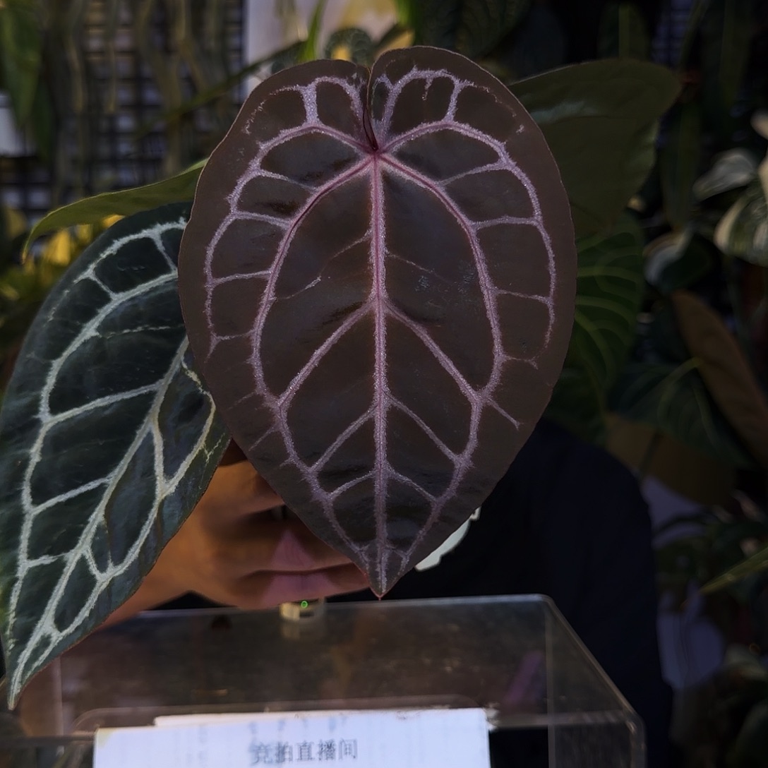 完全开放X108zara米歇尔