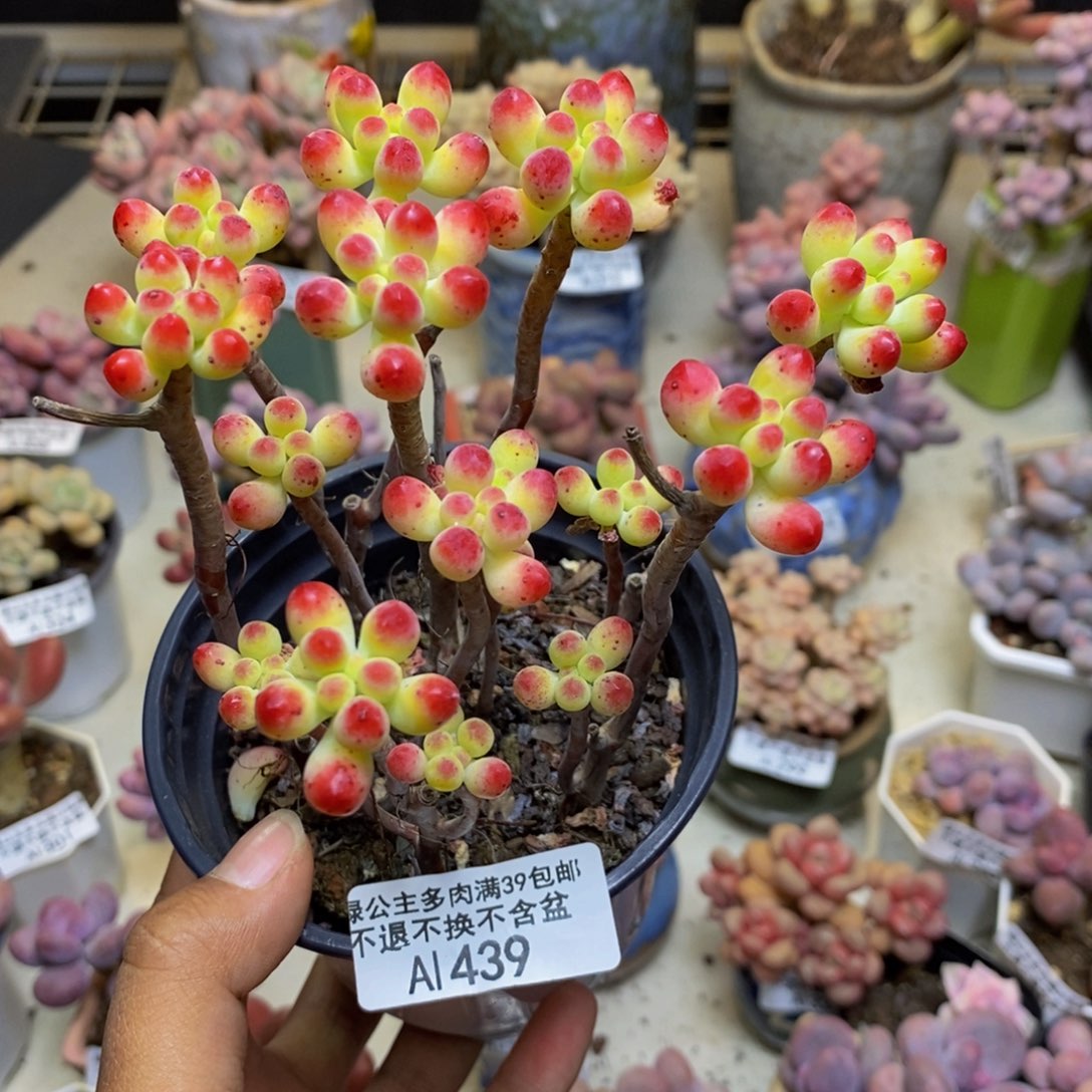 439乙女心多肉散