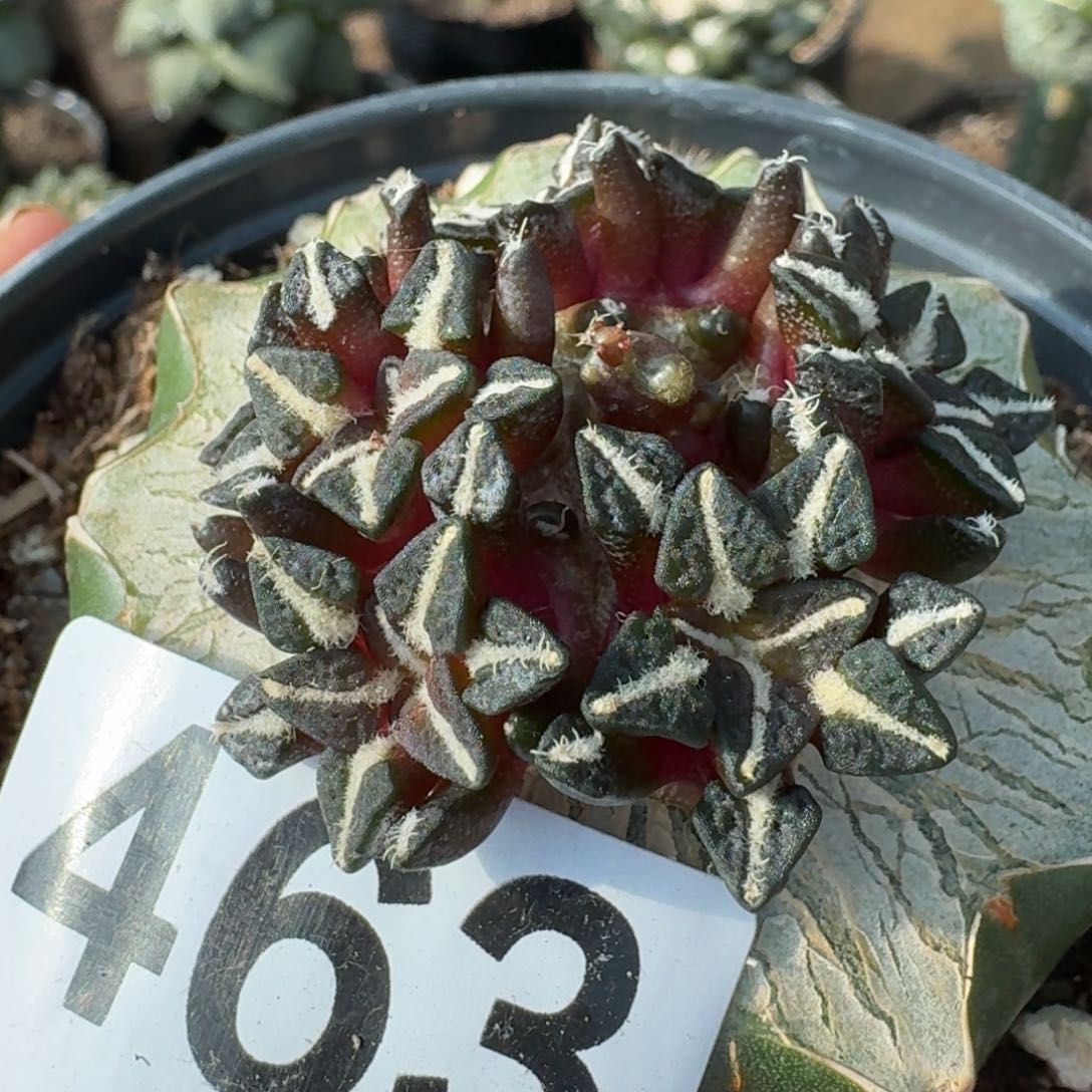 【闪购商品】苗接群头黑牡丹463