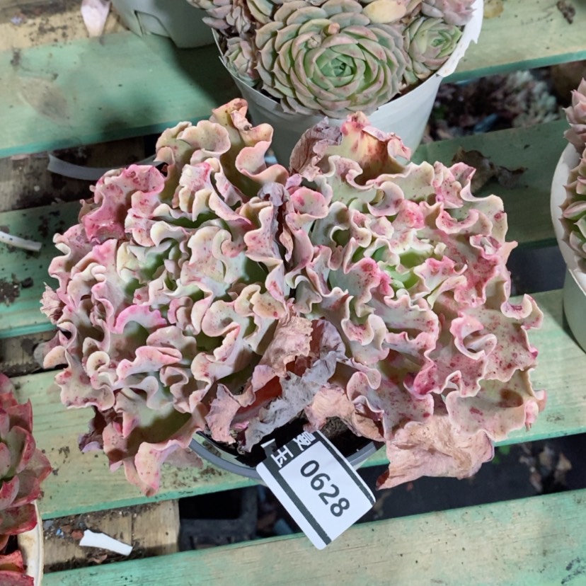 【闪购商品】高砂0628