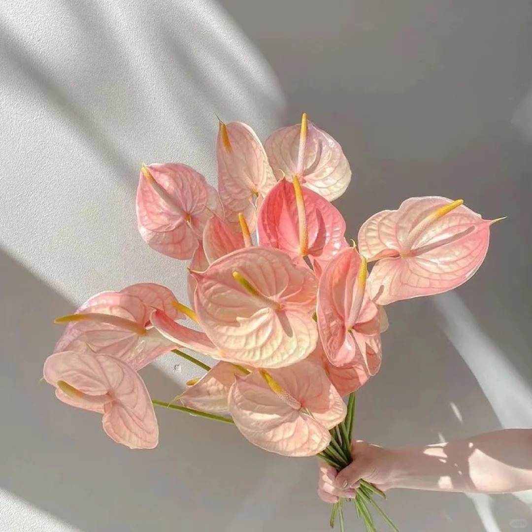 【掌】清新新鲜花材