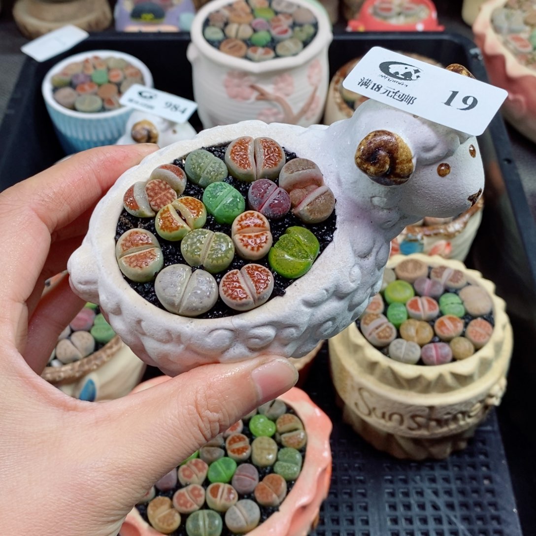 精品生石花拼盆19