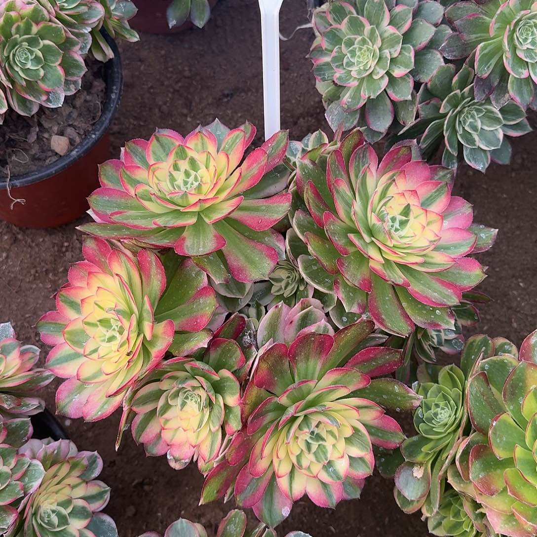 4157海仙多肉法师多肉