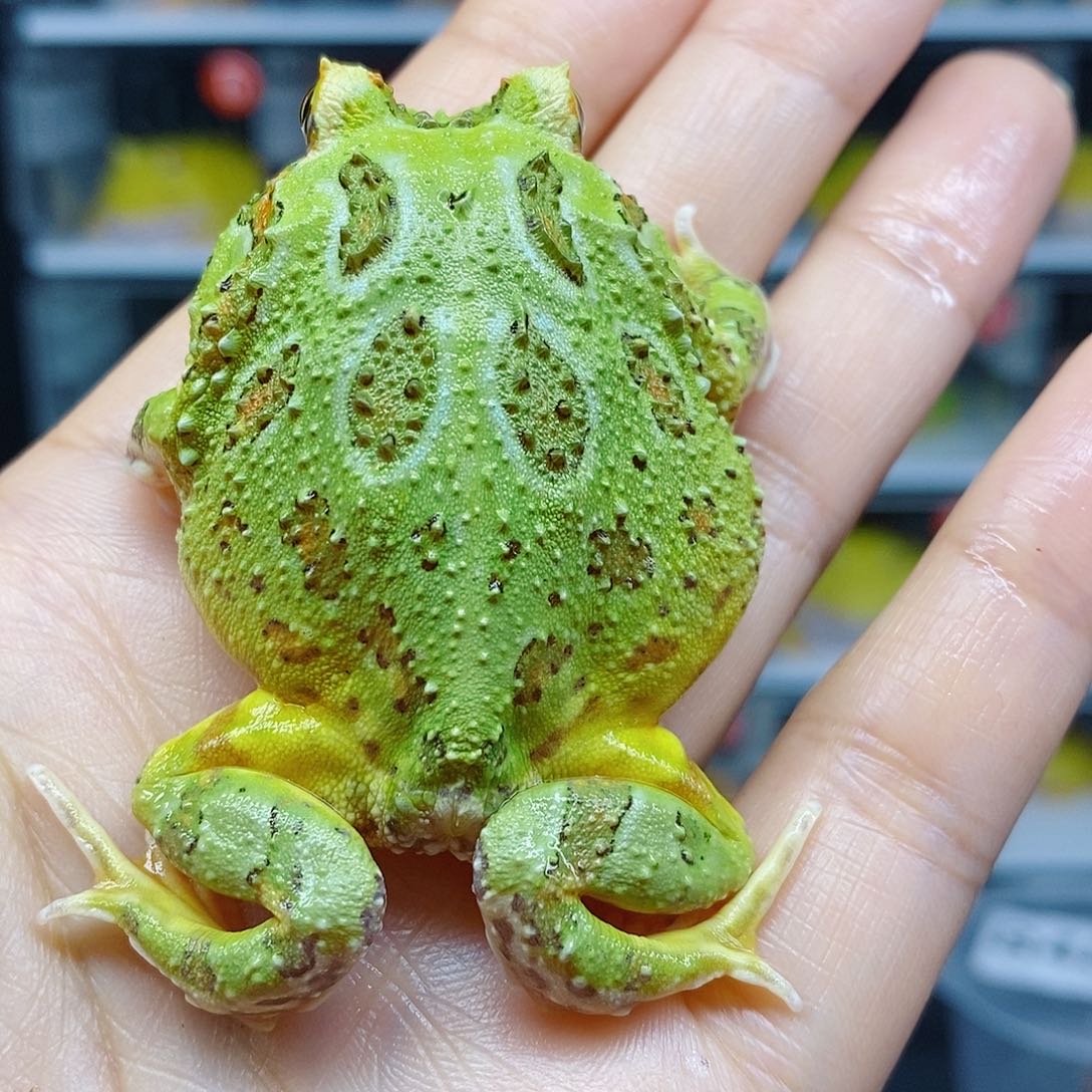 角蛙变异后代角蛙