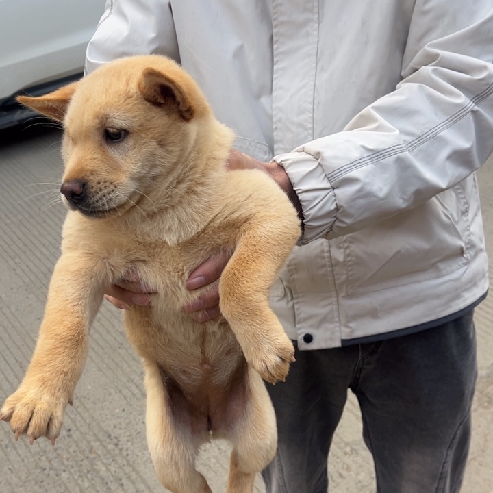 做***人中华田园犬小妹妹