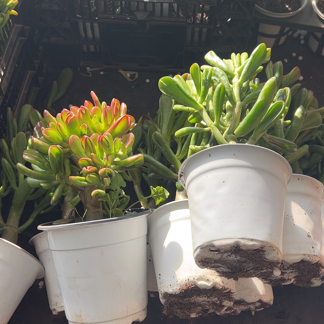 小***园稀有招财猫十个7613