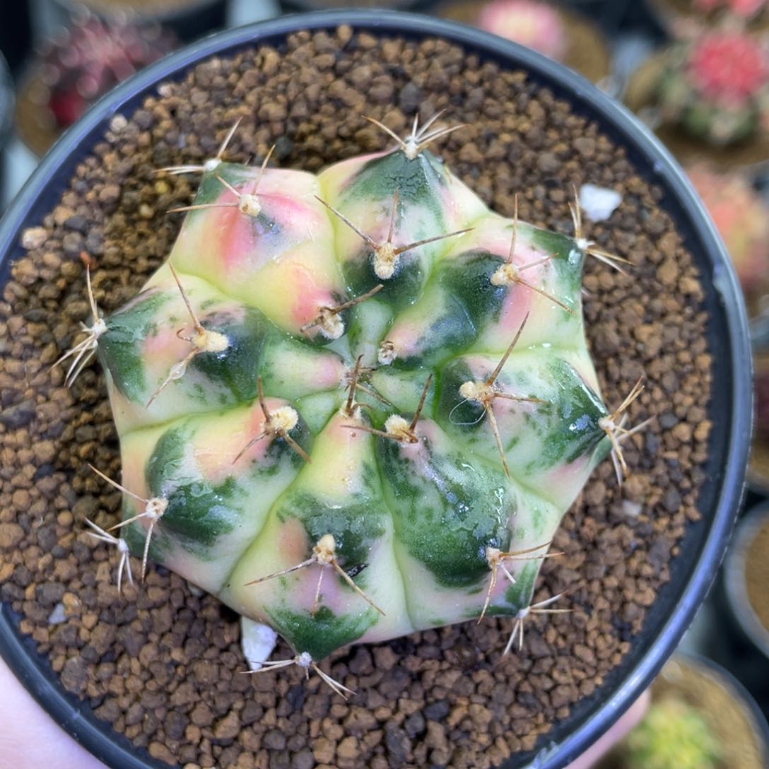 米哈星球0000000009