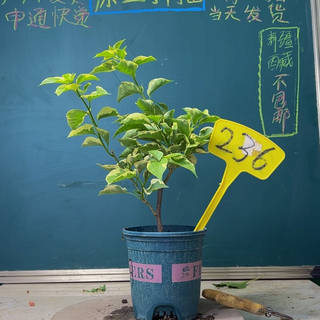 当前无花栽培后可以开花福利 金边马斯  236