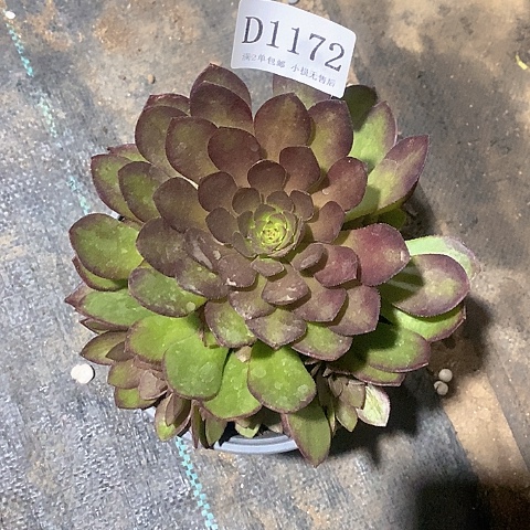 1172桃花石多肉法师