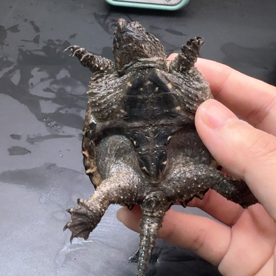 宠物龟不分公母111