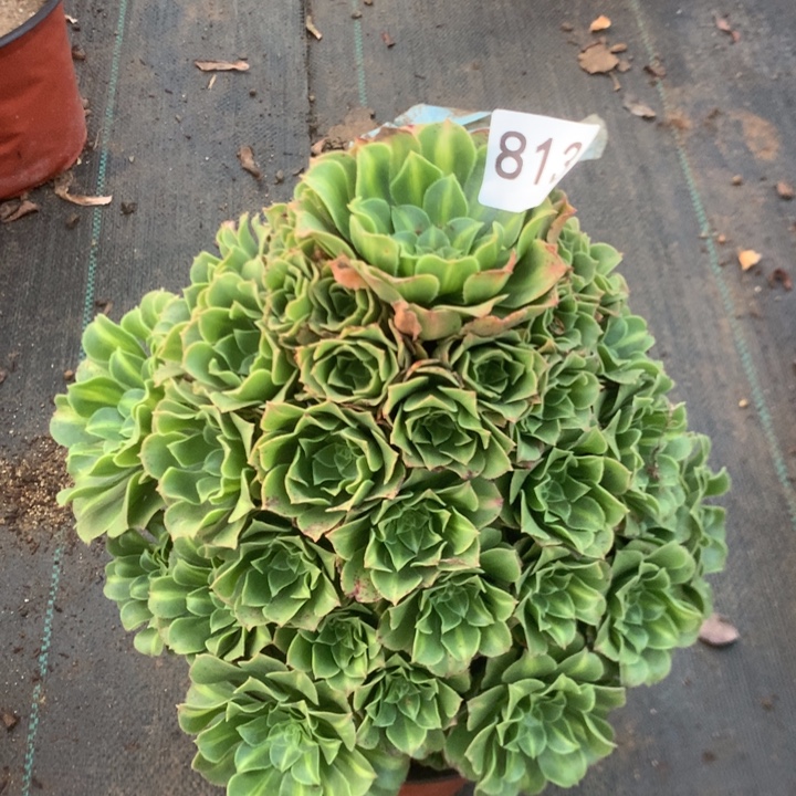 813多多多多肉植物