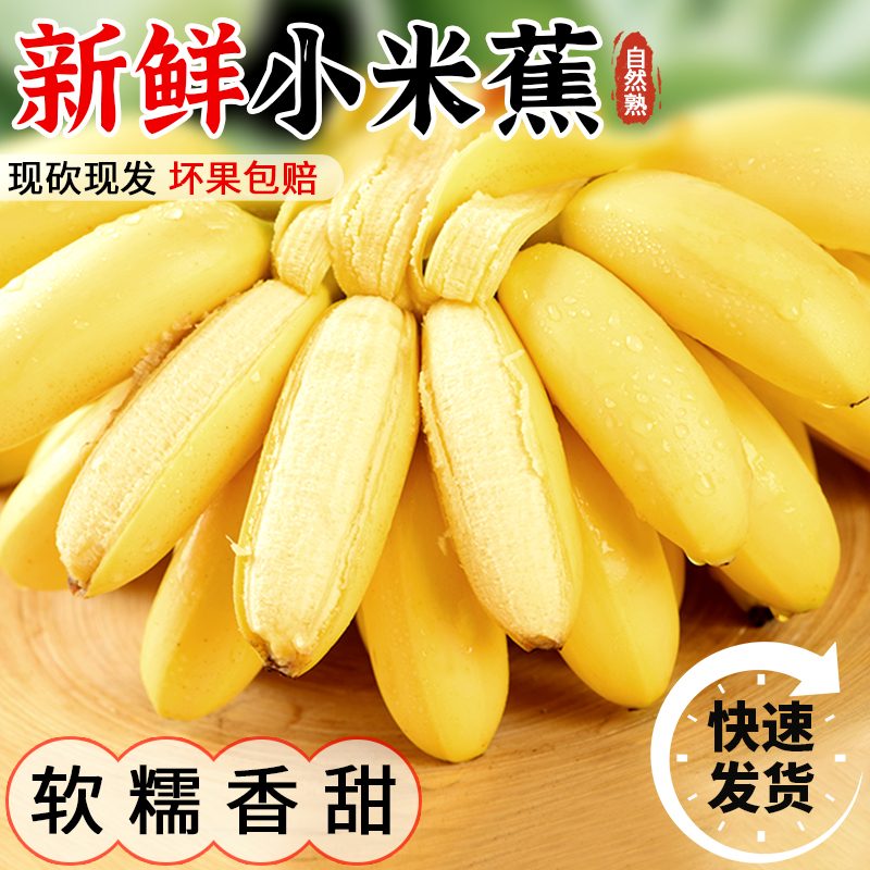 正宗广西小米蕉当季新鲜水果小香蕉产地直发小芭蕉酸甜蕉小蕉
