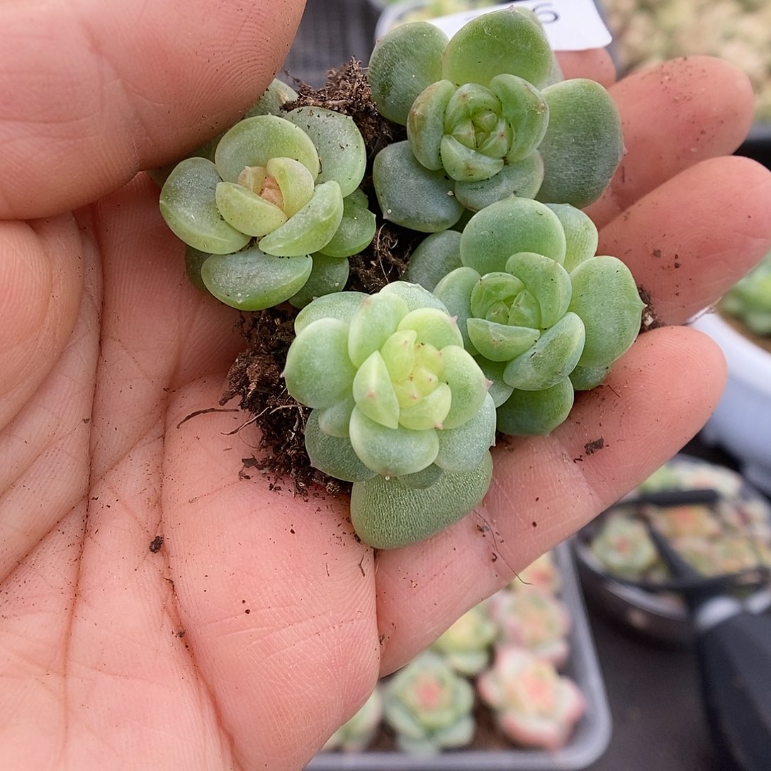 一物一拍一物一拍911-226