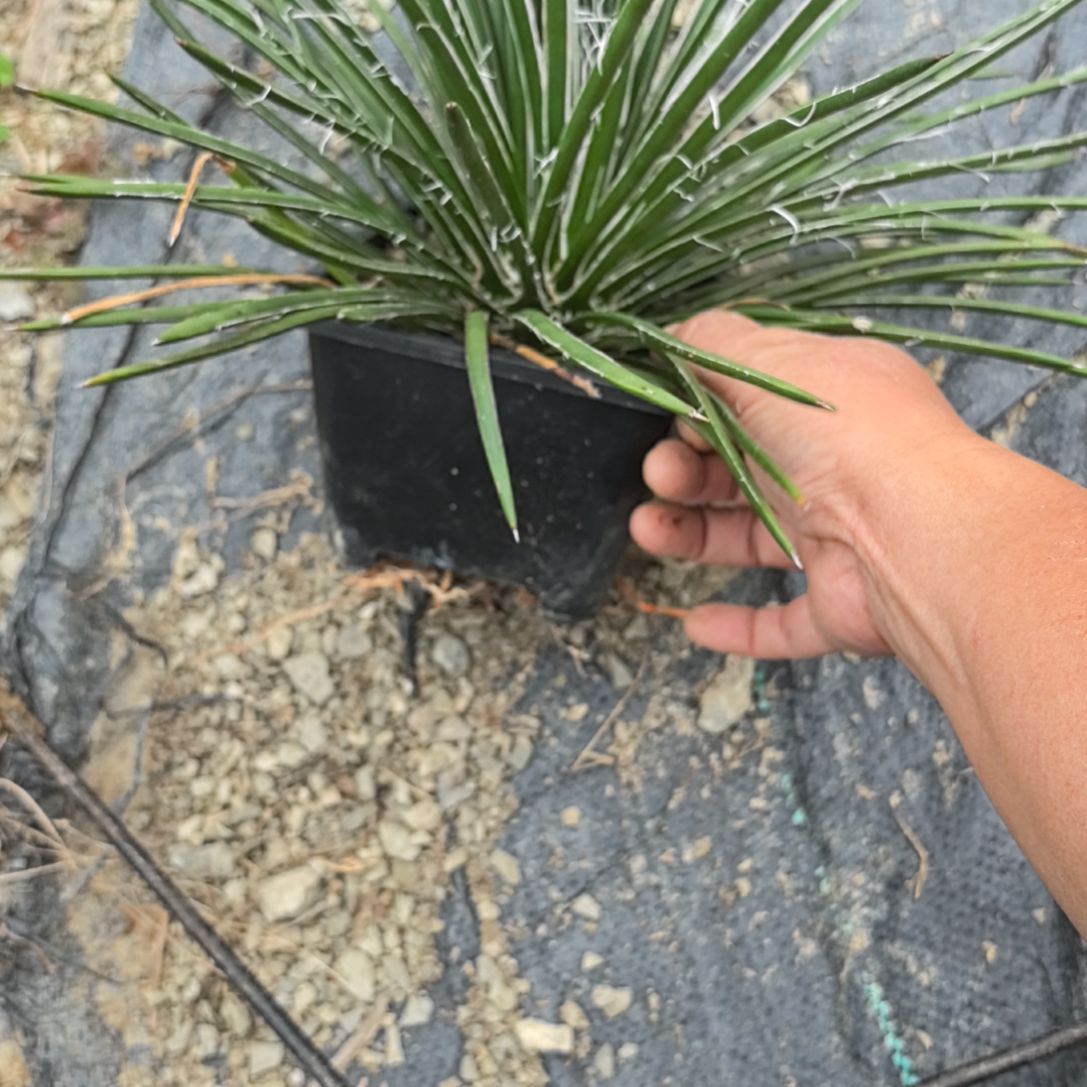 龙发12335584566988